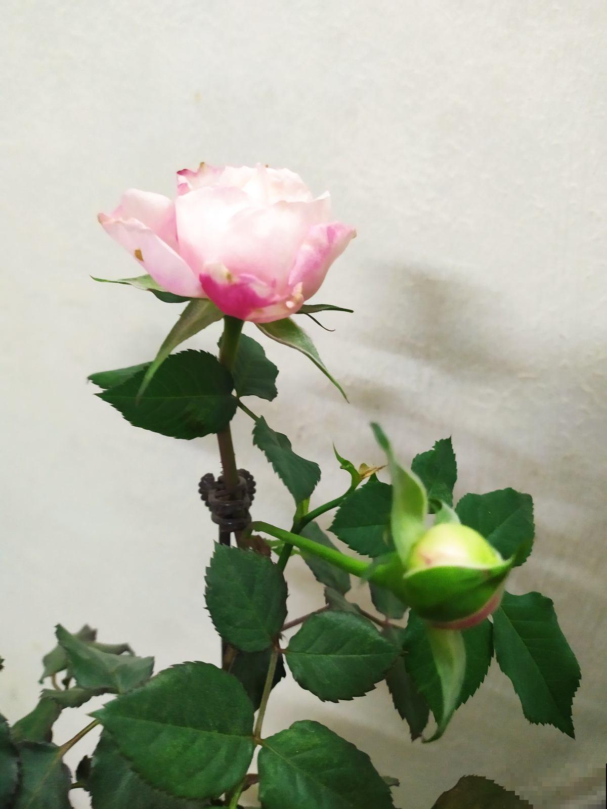 养花也是养心态,一般有这5个特点的人,基本养不好花 养花也是养心态,一般有这5个特点的人,基本养不好花