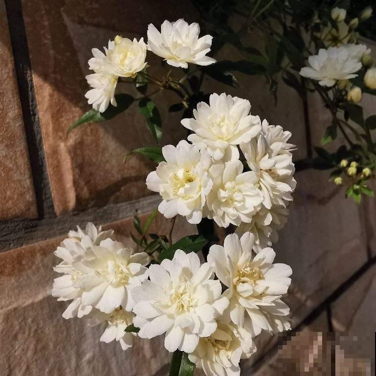 院子里最适合种的4种组合花卉,美观又好打理,花期超长 院子里最适合种的4种组合花卉,美观又好打理,花期超长