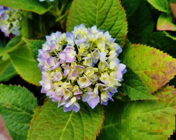绣球花秋天修剪,记住这2点,来年开花更好 绣球花秋天修剪,记住这2点,来年开花更好