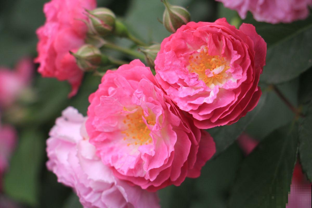 春天猛剪5种花,千万别心软,越剪越爆盆,开出满园花 春天猛剪5种花,千万别心软,越剪越爆盆,开出满园花