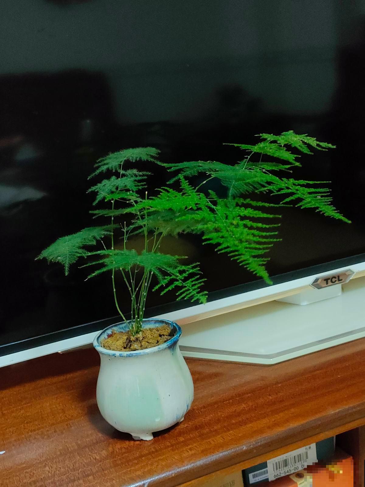 文竹有“3怕”,避开了不用担心黄叶,养在家里有面子 文竹有“3怕”,避开了不用担心黄叶,养在家里有面子