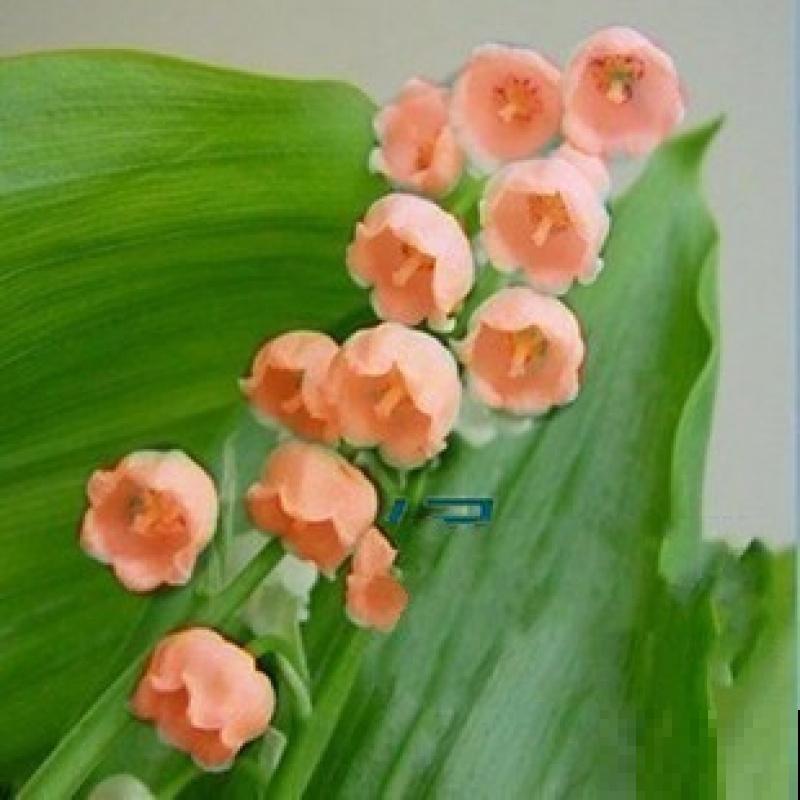 铃兰发芽后长不起来，可能和这4点有关，注意好就能生长