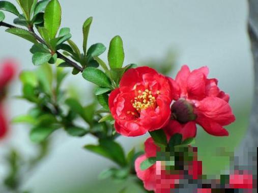 “长寿冠”海棠花这个品种不常见，养殖在家注意这6点，花期变长