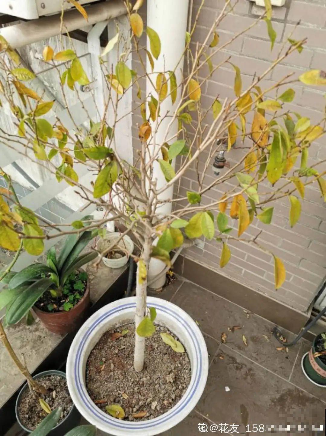 家里的花别乱放，放错地方，容易把花养死！