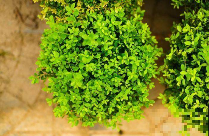 养了6年的小盆景,邻居花5000块想买走,我可不卖 养了6年的小盆景,邻居花5000块想买走,我可不卖