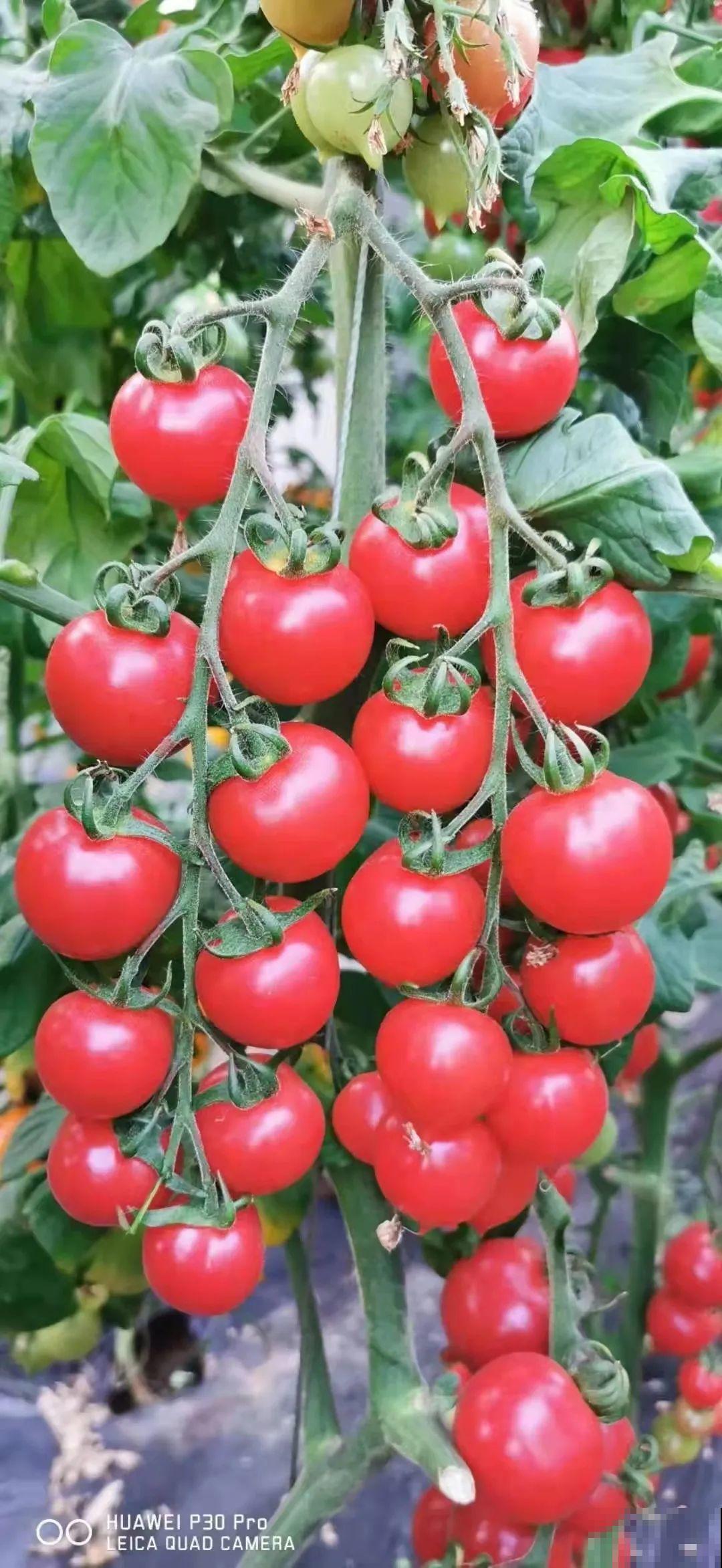 家里养盆圣女果,酸甜可口随意吃,新手也能养爆盆! 家里养盆圣女果,酸甜可口随意吃,新手也能养爆盆!