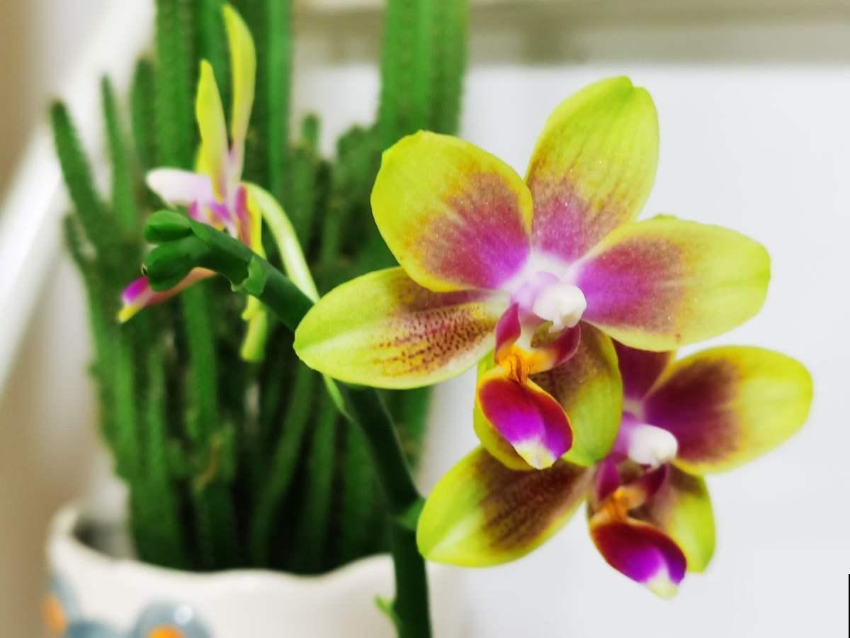 养花也是养心态,一般有这5个特点的人,基本养不好花 养花也是养心态,一般有这5个特点的人,基本养不好花