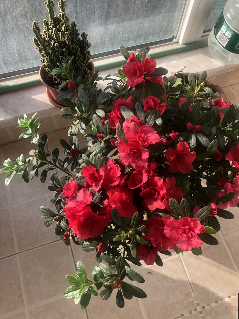 “女人花”确有其物，只是花不好养，但人人都见过