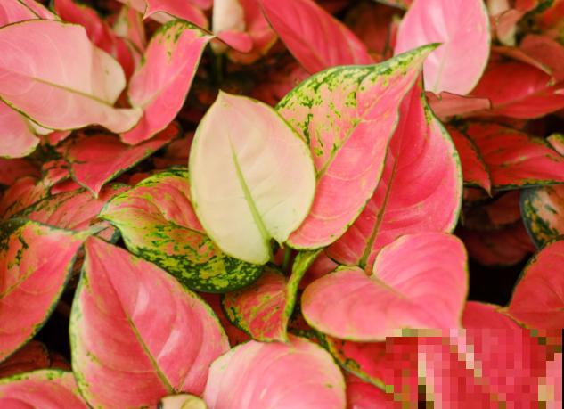 家里养盆吉利红，注意这5点，轻松实现爆盆