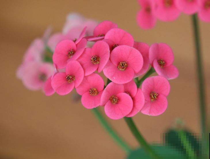 1种花被称作“刺美人”，浑身上下都是刺，却能开出绝美花