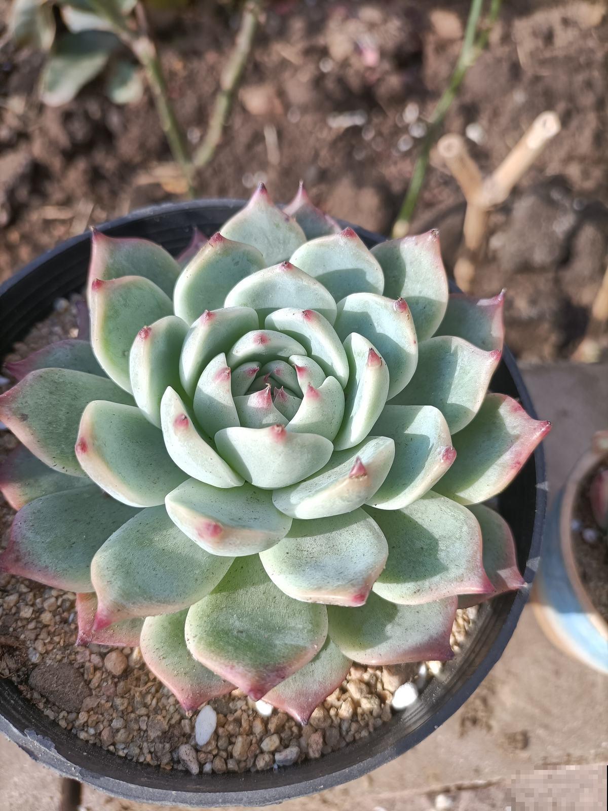 多肉植物有4个表现,说明已经“睡醒”,多晒太阳才长得壮 多肉植物有4个表现,说明已经“睡醒”,多晒太阳才长得壮