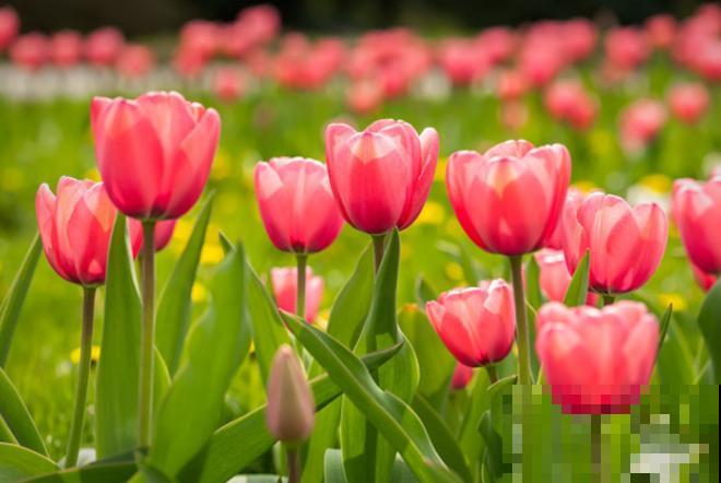 郁金香放冰箱,来年呼呼开花,不然明年看不到花 郁金香放冰箱,来年呼呼开花,不然明年看不到花