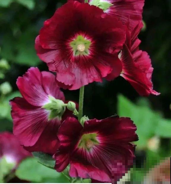 这9种“看家花”，70、80后难忘记，00后不认识！