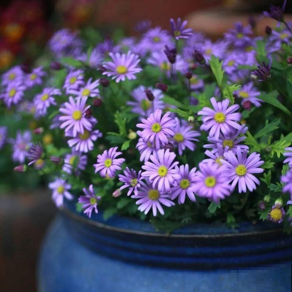 草花中的“小霸王”,耐热耐寒耐阴,开花能开大半年! 草花中的“小霸王”,耐热耐寒耐阴,开花能开大半年!