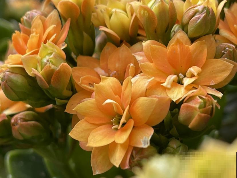 春天赶紧扦插5种花，开花多，尽显贵气