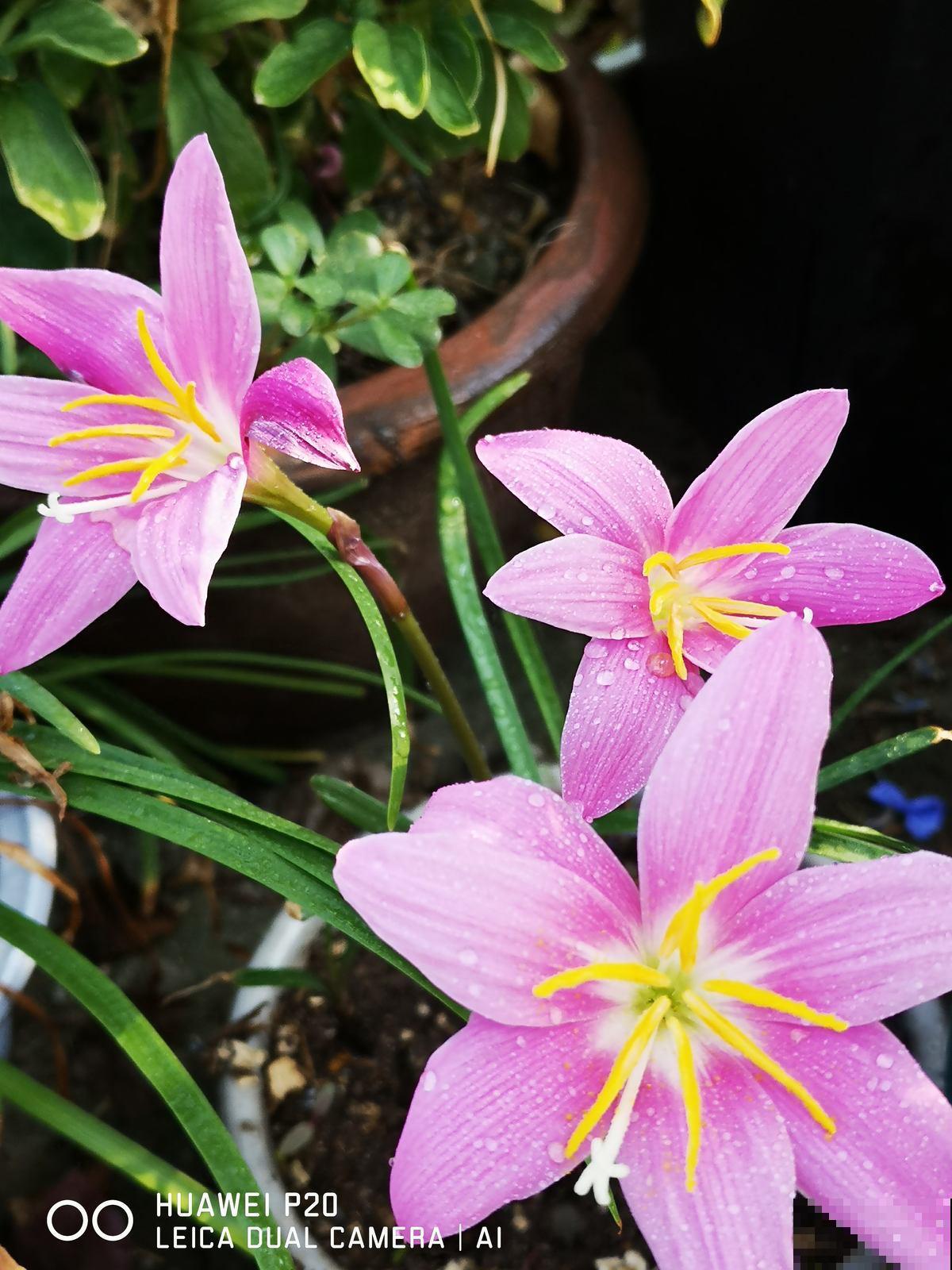 4种适合春天养的“懒人花”,越“贱养”越爆花,气质十足有格调 4种适合春天养的“懒人花”,越“贱养”越爆花,气质十足有格调