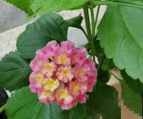 开败了的五色梅,赶紧剃个“小平头”,还能继续开花 开败了的五色梅,赶紧剃个“小平头”,还能继续开花