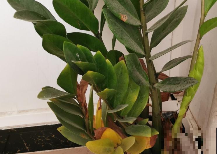 金钱树养家里,旺家旺业有好兆头,记住4点长得更旺 金钱树养家里,旺家旺业有好兆头,记住4点长得更旺