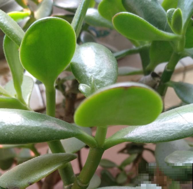 玉树叶子长黑斑,大概率是4个原因,赶紧剪掉还有救 玉树叶子长黑斑,大概率是4个原因,赶紧剪掉还有救