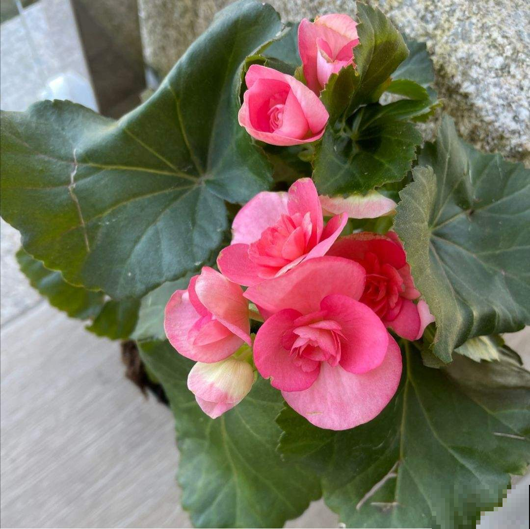 三角梅里的勤花品种，家里养一棵，能顶一个花园