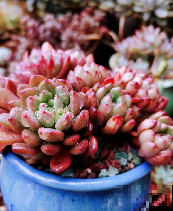 春天养多肉，上色是关键，养好就是“调色盘”