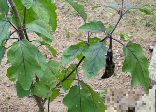 家里种植蔬菜,不要再花钱买种子了,这5种可以留种 家里种植蔬菜,不要再花钱买种子了,这5种可以留种