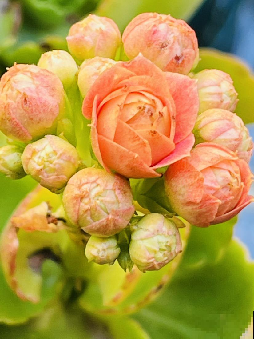 4个好习惯，春天养护长寿花，还能接着爆盆