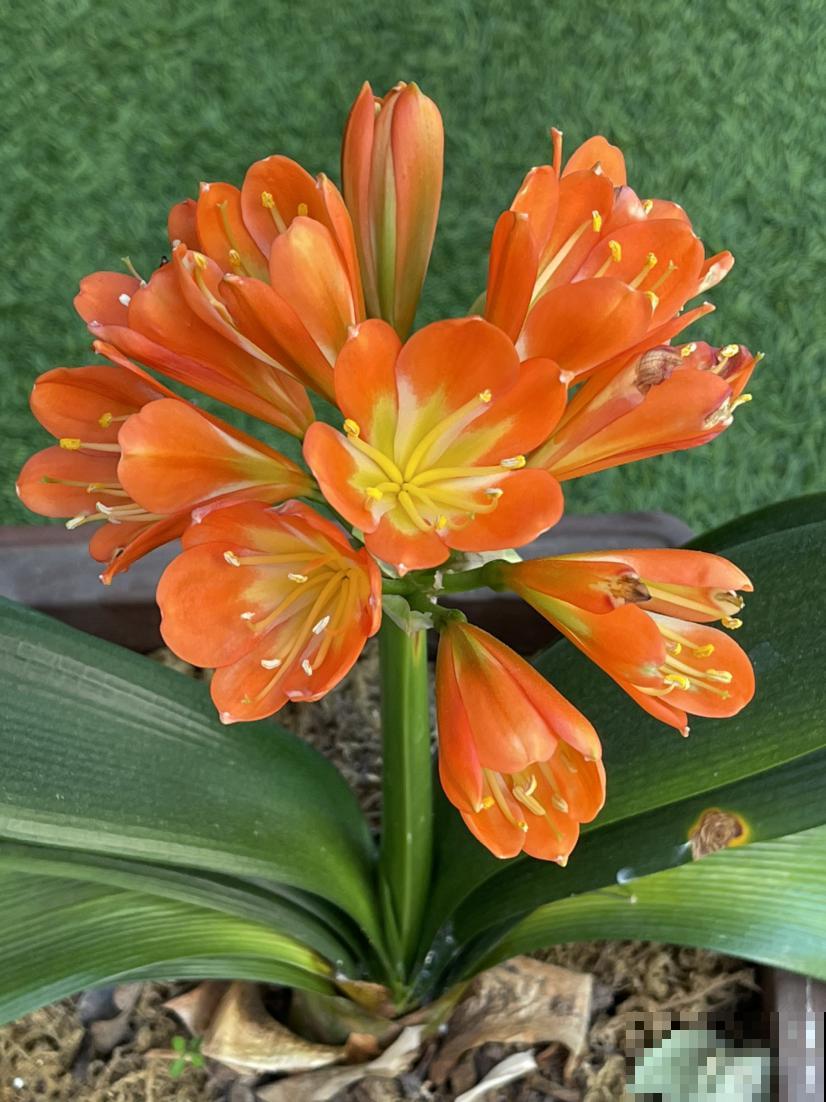 春天养君子兰，5个技巧赶紧背过，花箭嗖嗖蹿，叶子油绿厚实