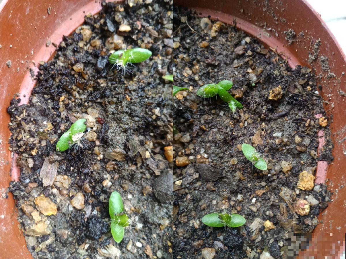 吃完的火龙果籽不要扔，种起来可以当小盆栽，简直不要太萌