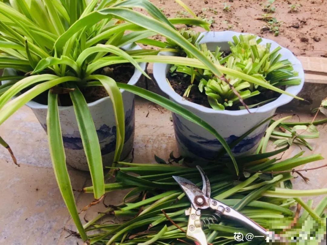 5种花正月剪一剪，下个月爆开花，好养的很