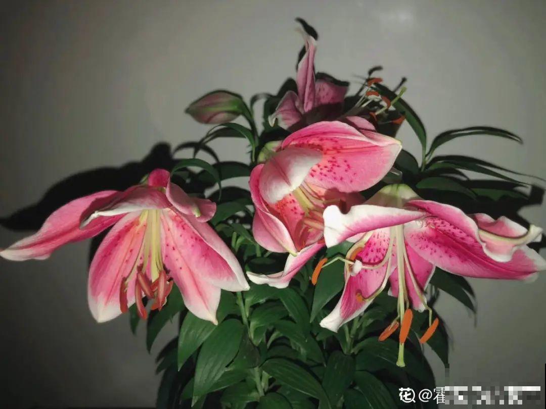 “外甥正月不剃头”，8种花正月不能剪，还要再忍1个月