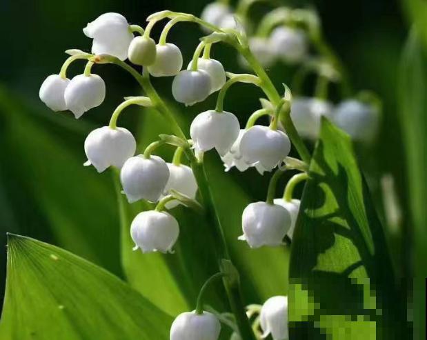 养殖铃兰要注意,不要误食,室内就能正常养护 养殖铃兰要注意,不要误食,室内就能正常养护