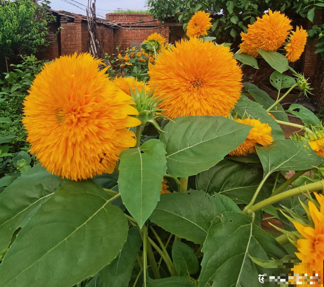 50种花春天播种,长满小院子,能开一整年 50种花春天播种,长满小院子,能开一整年