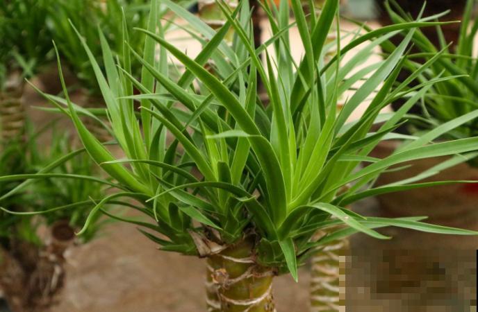 家里养盆龙须树，安全感十足，还有招财好兆头