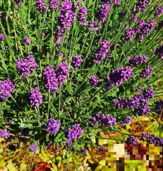 常见的8种植物,也是中药,养在家里特养人 常见的8种植物,也是中药,养在家里特养人