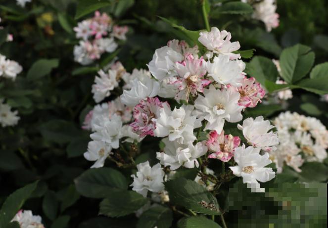 1种花剪个枝条插土里，半年长成大花墙，太震撼