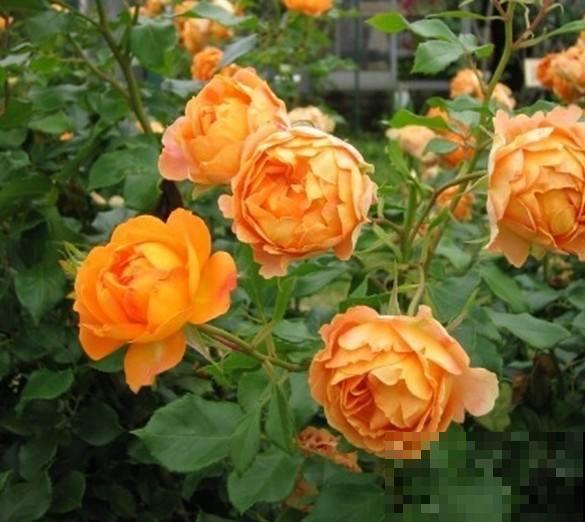 春天一到，10种常见月季，浓香又爆花，赶紧养起来