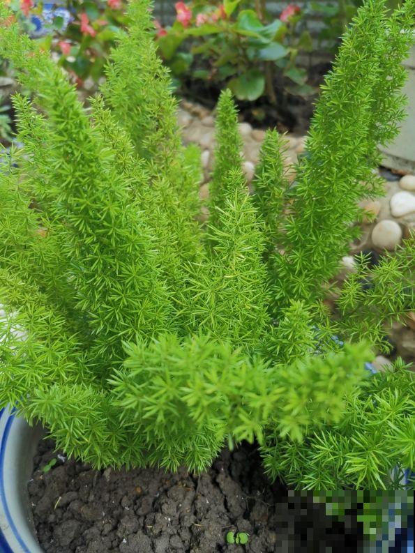 一种植物像“狐尾”，四季常绿，原来是叫“武竹”