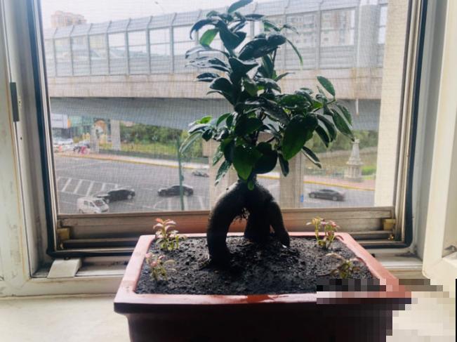 学会这4步,家里也能盆栽“高级”榕树,养殖变简单 学会这4步,家里也能盆栽“高级”榕树,养殖变简单