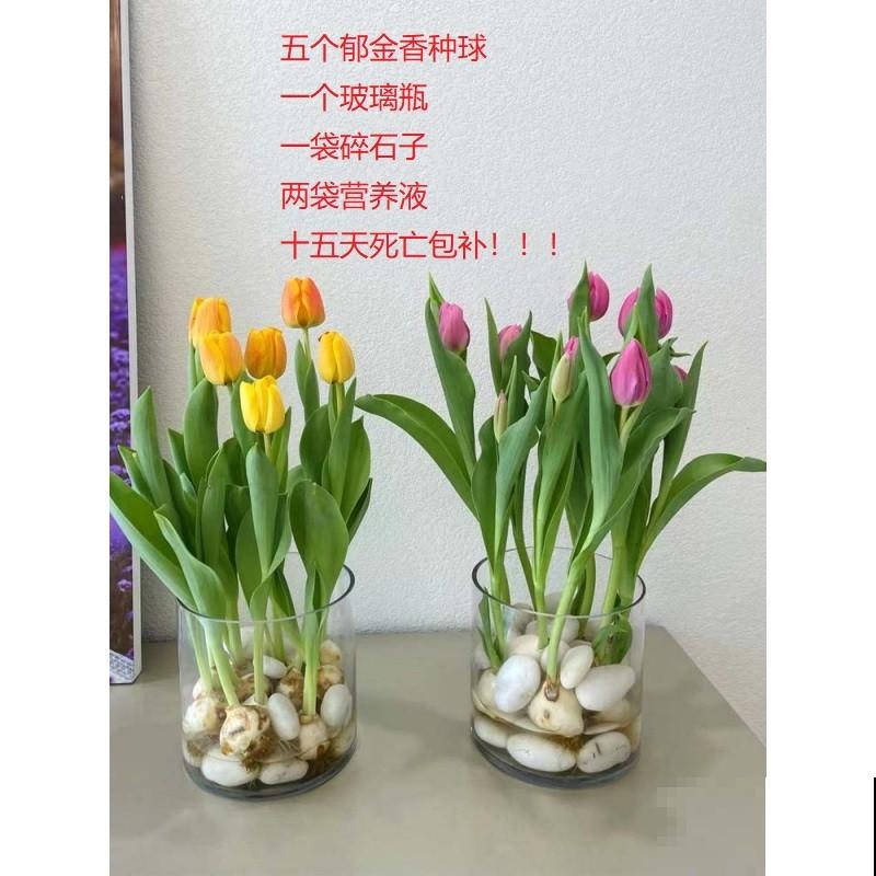 郁金香放冰箱,来年呼呼开花,不然明年看不到花 郁金香放冰箱,来年呼呼开花,不然明年看不到花