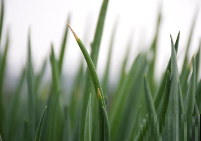 家里种了一排葱，细得像豆芽苗，赶紧晒！