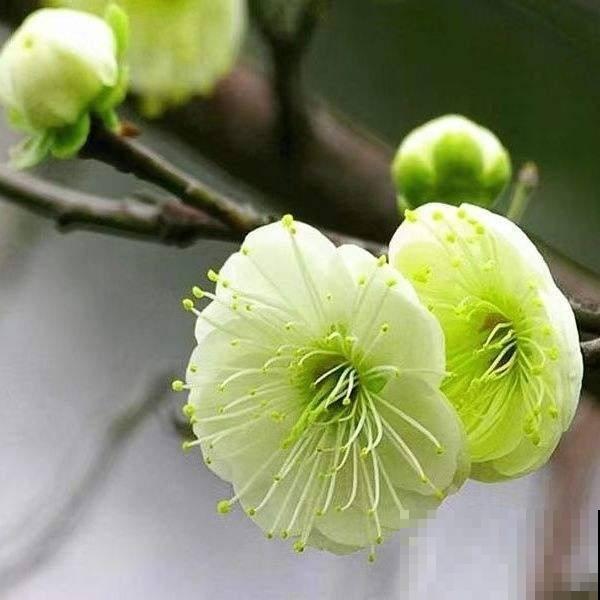 过年了还不养梅花？香味舒心颜色好看，养一盆正合适