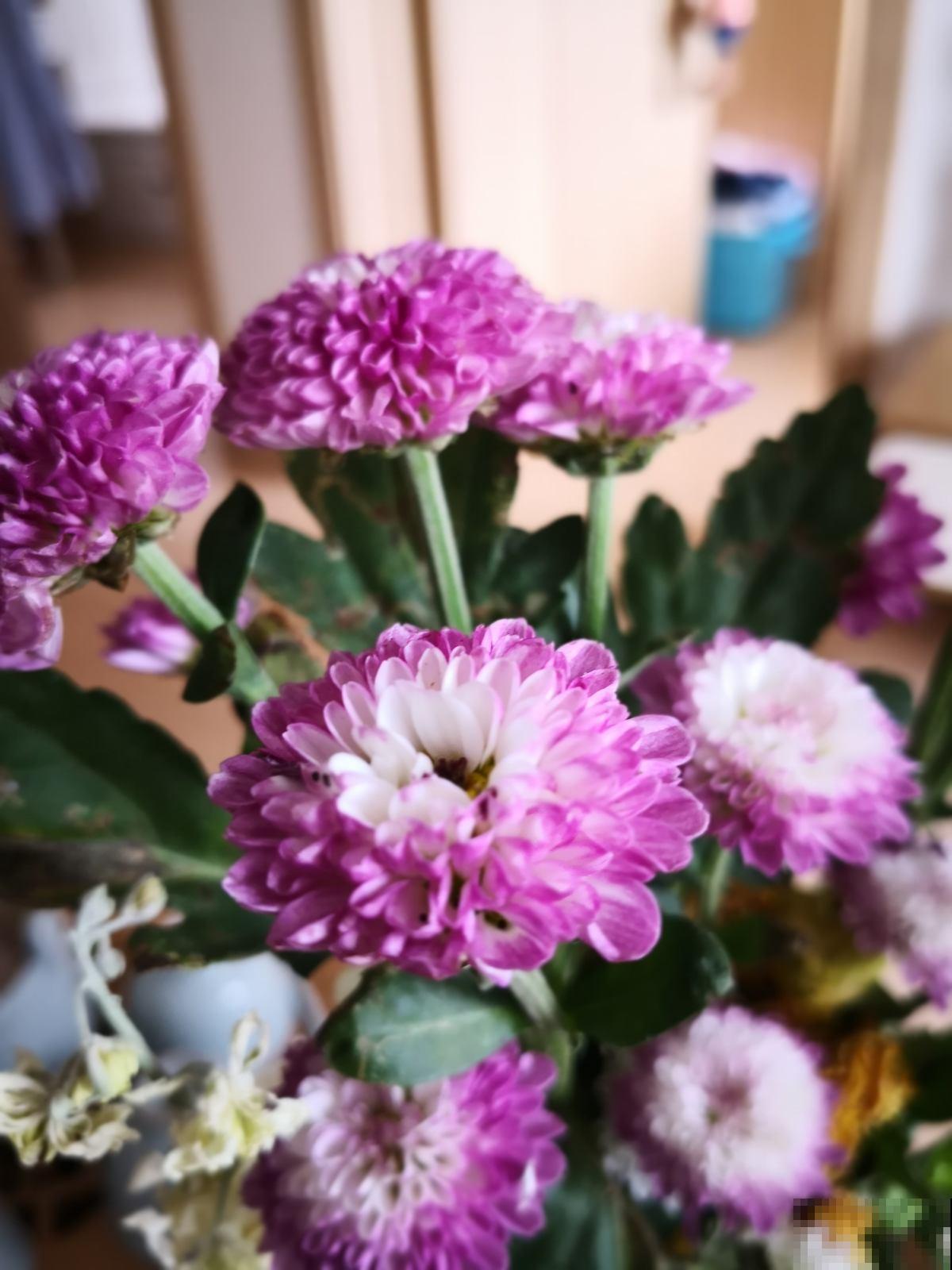 3块钱的年宵花，能一直开花到春天，10块钱就能打造小花园