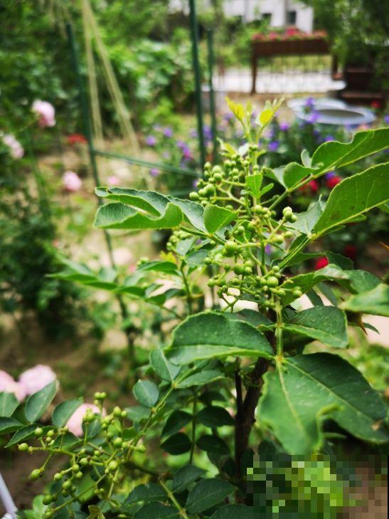 3种花掐掉嫩芽，调料一拌太香，一口鲜味等一年