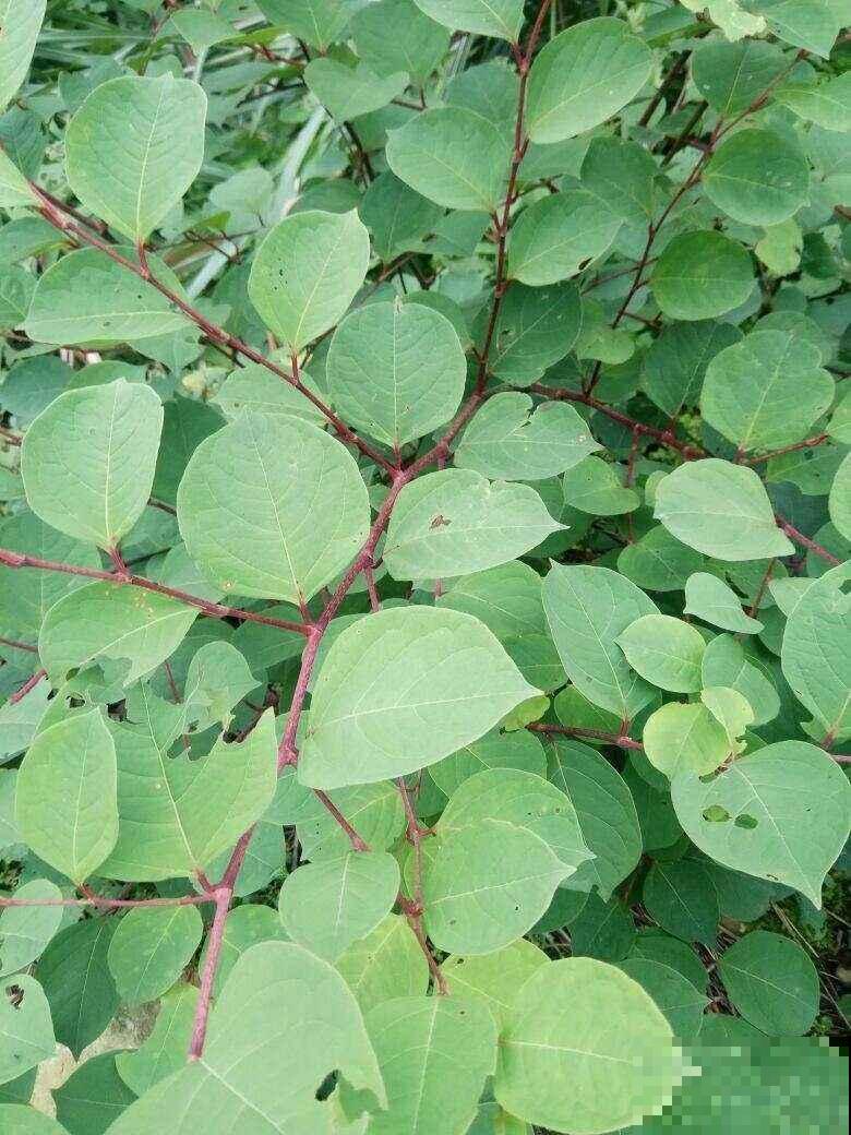 适合虎年养的10种“虎花”，虎运连连不说，还特好养