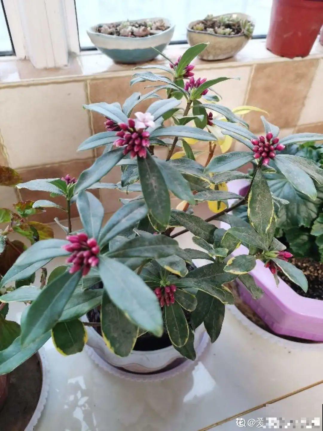 年宵花提前开败,扫兴还“不吉利”,学1招,才能延长花期! 年宵花提前开败,扫兴还“不吉利”,学1招,才能延长花期!