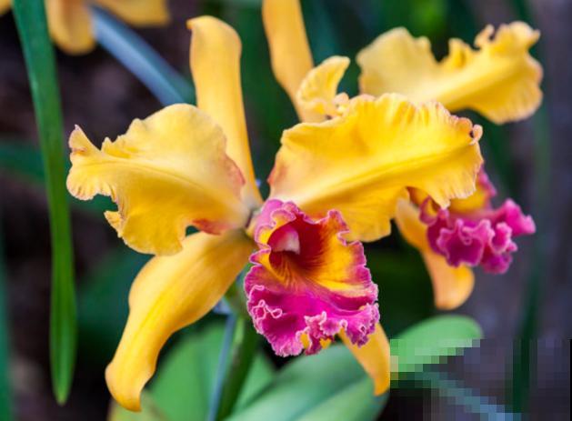 家里养了盆洋兰，开花“洋气十足”，有品位的人都爱养