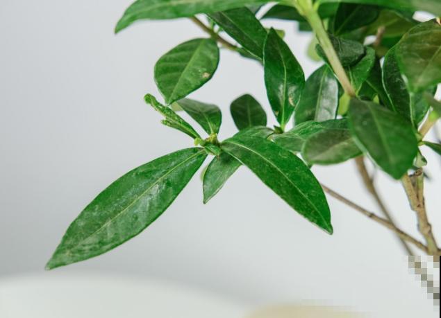 修剪花枝有技巧,记住这4步,长势好 修剪花枝有技巧,记住这4步,长势好