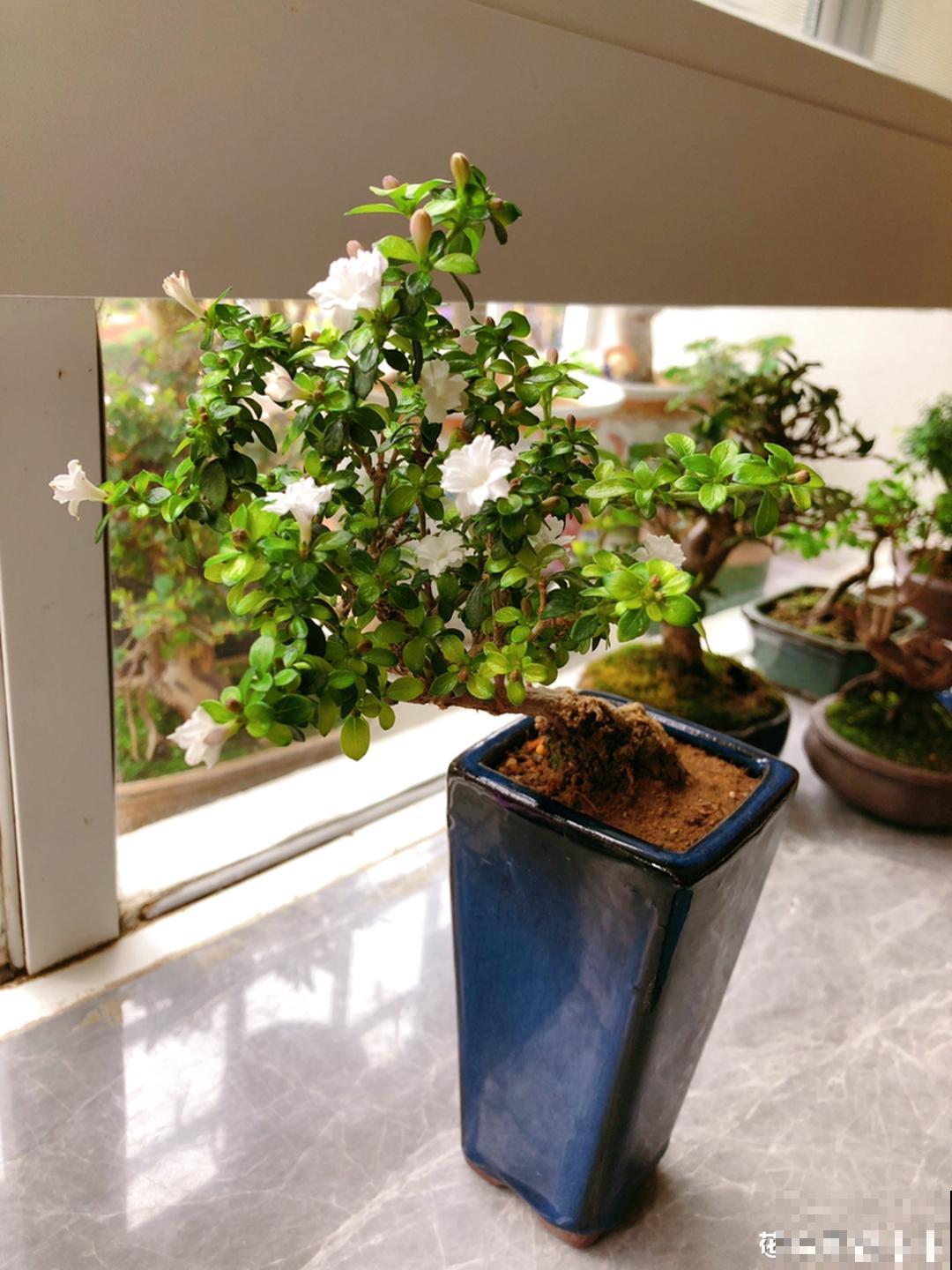 8种不“吉利花”，养在家里“有麻烦”，到底扔不扔？