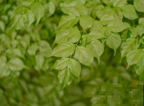 家里的幸福树出现问题，不知如何判断是否浇水过多，主要看这3点